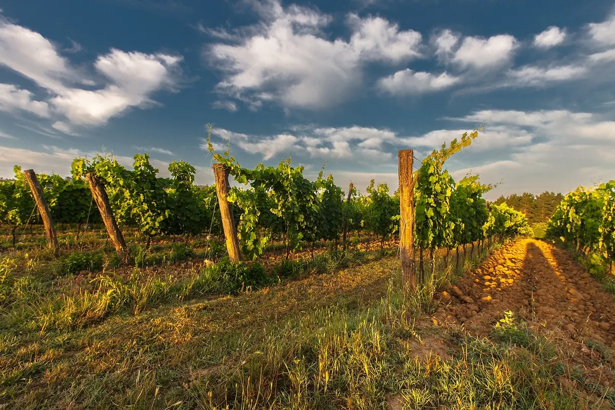 Beginner's Guide to Kent Vineyard Tours: What to Expect and How to Book